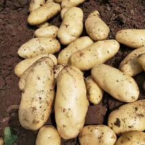 精品沃土实验一土豆，齐元丰大量有货日上货量100吨