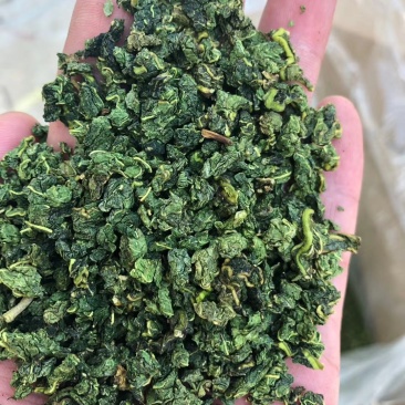 桑叶茶一手货源价格超低纯绿色源头厂家