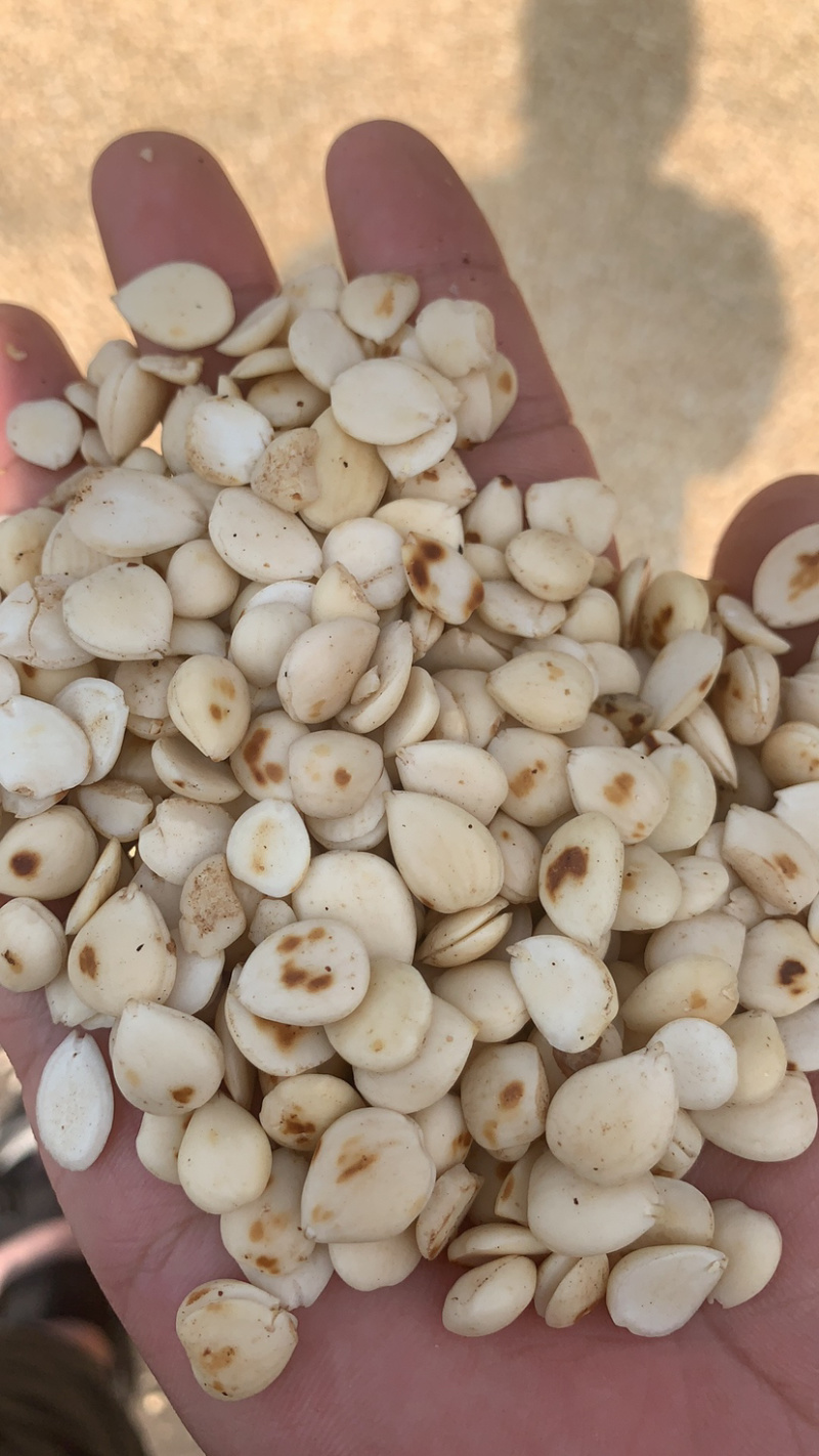 炒苦杏（襌杏仁、苦杏仁）炒苦杏仁光杏仁、