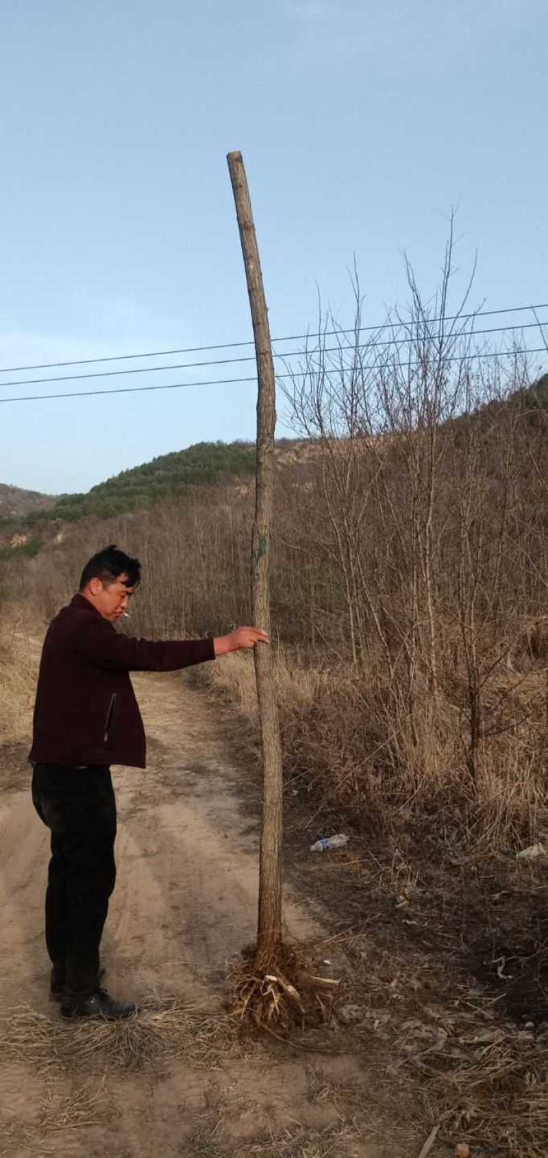 刺槐，量大，3/8公分，随时上货！！！