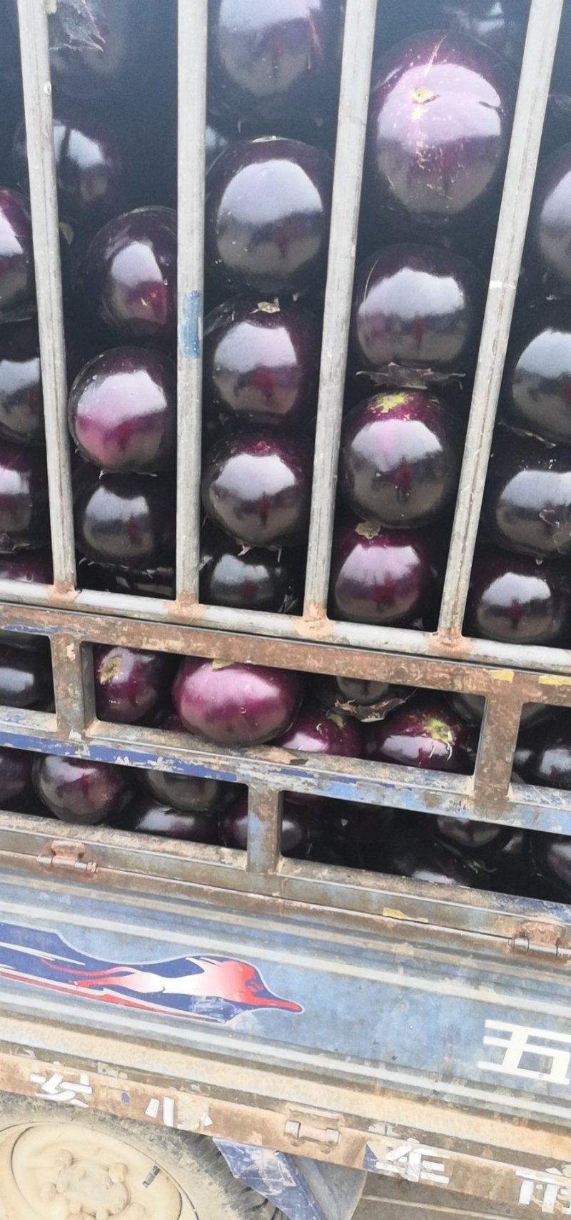 圆茄基地货源量大，质量好，前视频看货，实地考察，全国发货