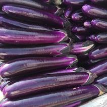 紫红长茄子，质量好价格优