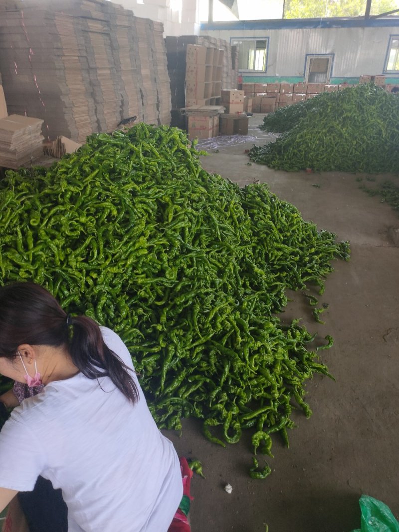 螺丝椒15~20厘米中辣青