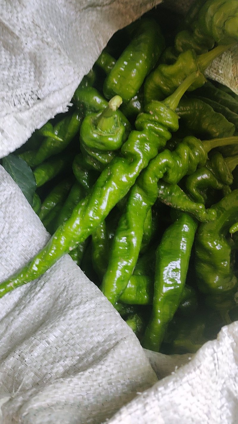 螺丝椒15~20厘米中辣青