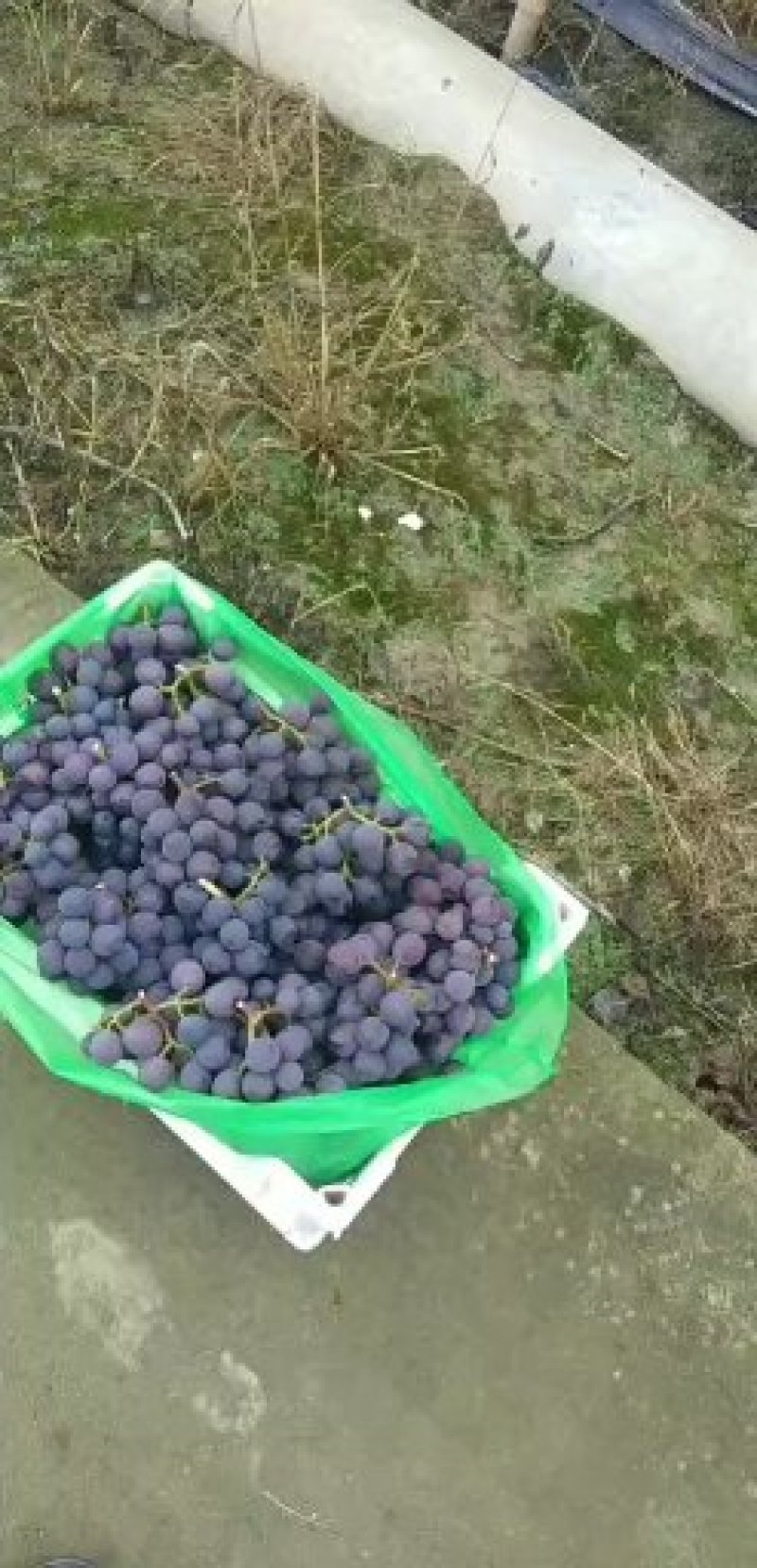 浙江慈溪杭州湾葡萄合作社