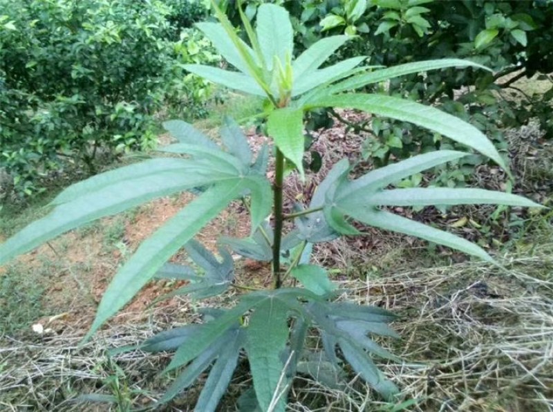 五指毛桃，广泛分布粤西地区为主的山，家庭餐饮必备