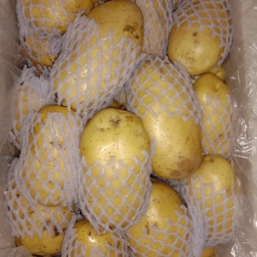 荷兰土豆