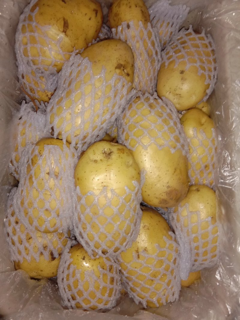 荷兰土豆