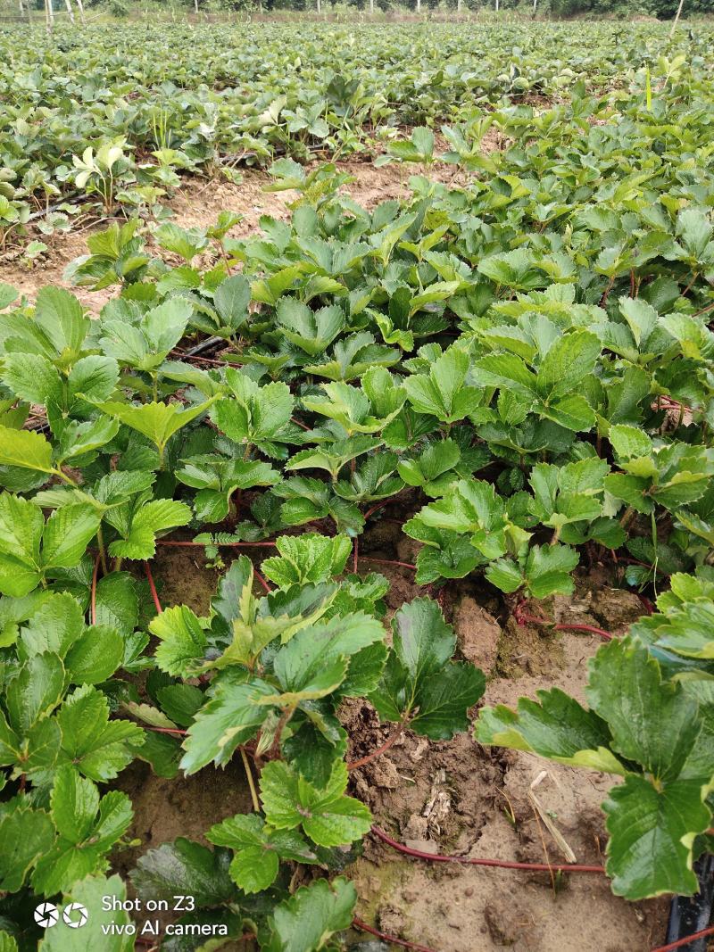 精品红颜草莓苗【**红颜068】根壮茎粗免费技术指导