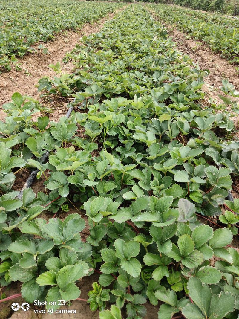 精品红颜草莓苗【**红颜068】根壮茎粗免费技术指导