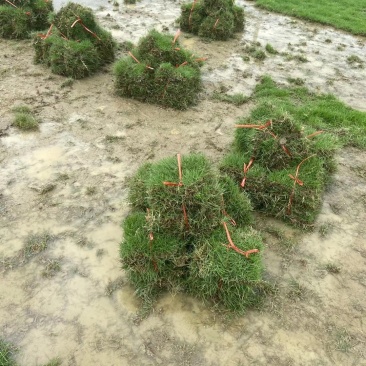 广西桂林马尼拉草皮，马尼拉草坪批发