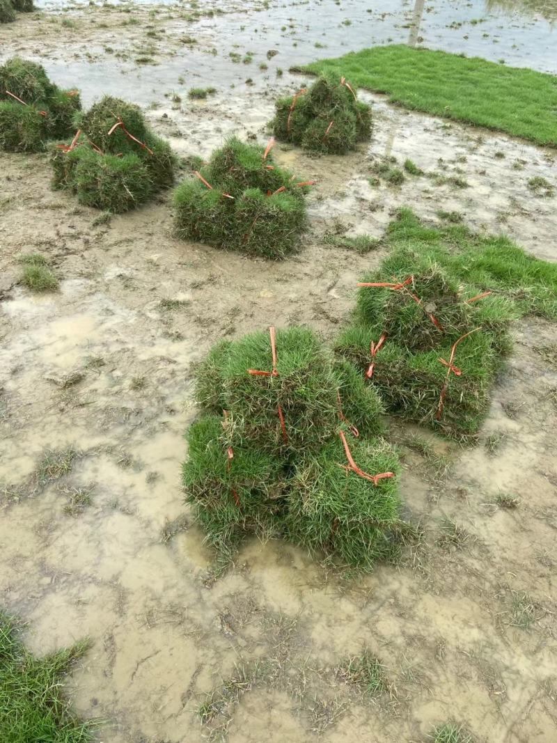 广西桂林马尼拉草皮，马尼拉草坪批发