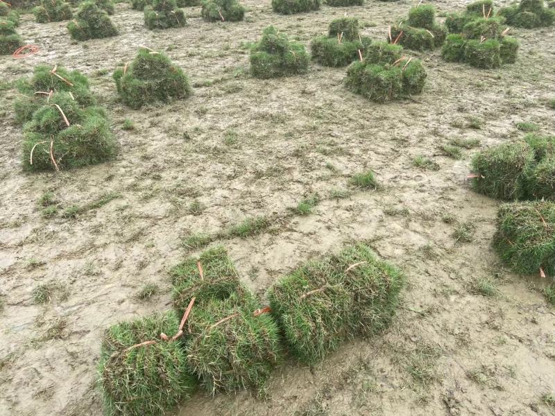 广西桂林马尼拉草皮，马尼拉草坪批发