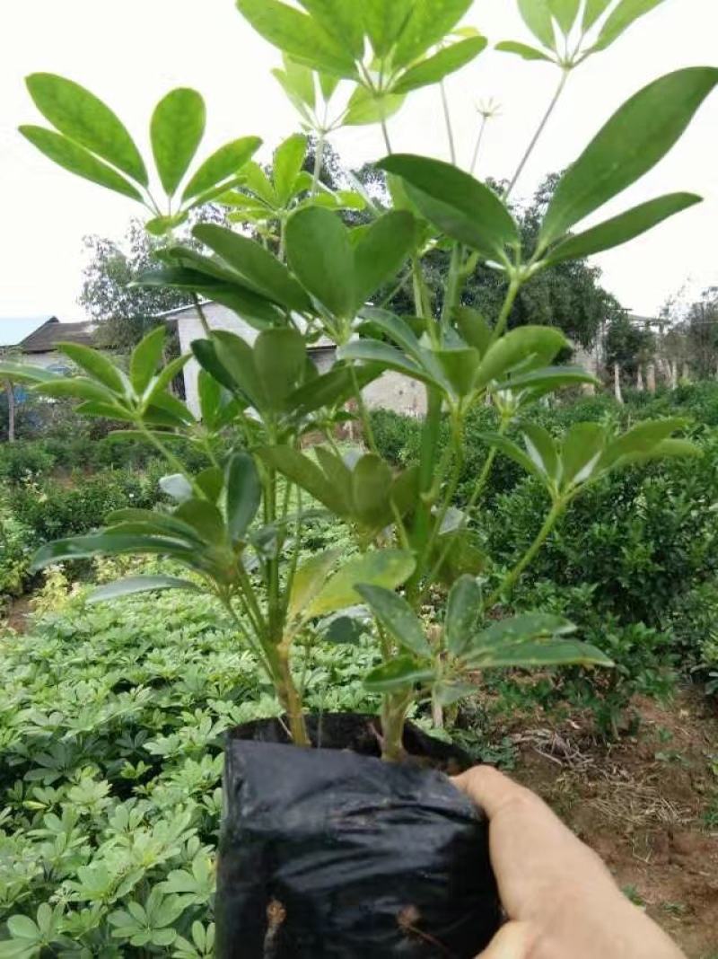 广西桂林鸭脚木批发，花叶鸭脚木供应