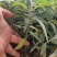 墨西哥鼠尾草山东青州花卉基地产地直销质优价廉