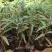墨西哥鼠尾草山东青州花卉基地产地直销质优价廉