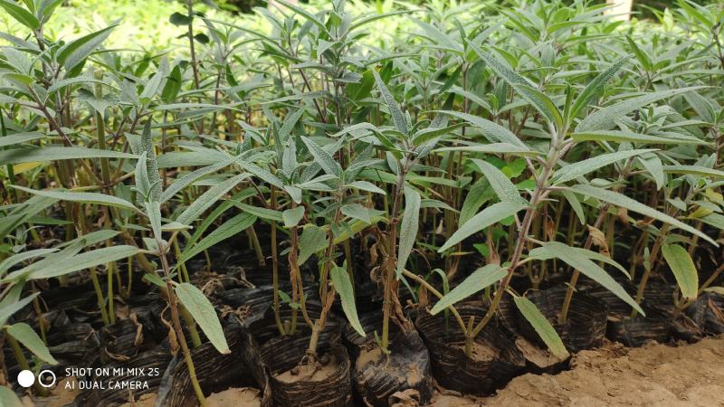 墨西哥鼠尾草山东青州花卉基地产地直销质优价廉