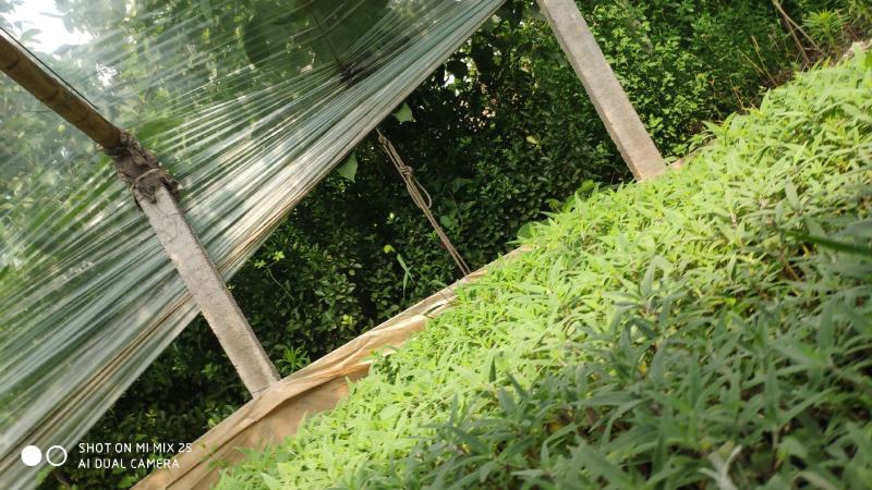 墨西哥鼠尾草山东青州花卉基地产地直销质优价廉