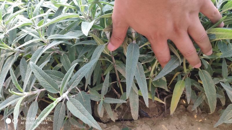 墨西哥鼠尾草山东青州花卉基地产地直销质优价廉