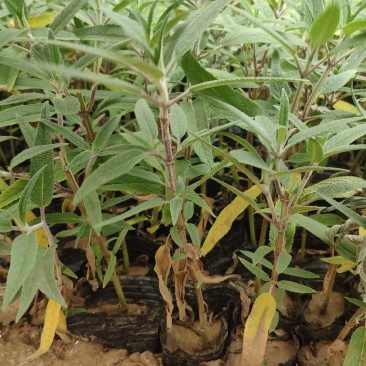 墨西哥鼠尾草山东青州花卉基地产地直销质优价廉