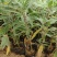 墨西哥鼠尾草山东青州花卉基地产地直销质优价廉