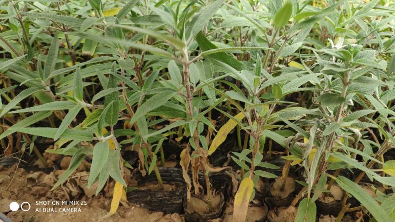墨西哥鼠尾草山东青州花卉基地产地直销质优价廉