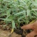 墨西哥鼠尾草山东青州花卉基地产地直销质优价廉