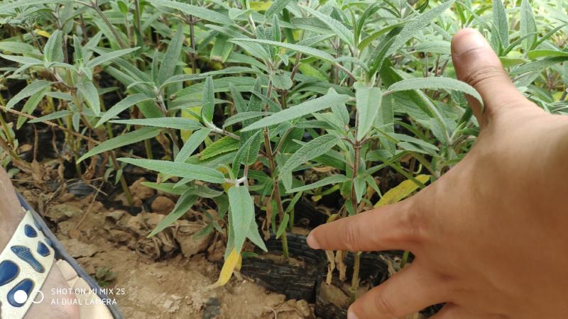 墨西哥鼠尾草山东青州花卉基地产地直销质优价廉