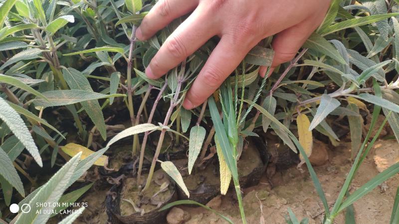 墨西哥鼠尾草山东青州花卉基地产地直销质优价廉