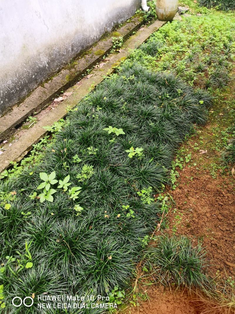 广西桂林麦冬草批发，麦冬草供应