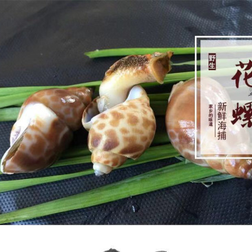 花螺鲜活海螺丁螺海鲜批发^_^^_^^_^^_^