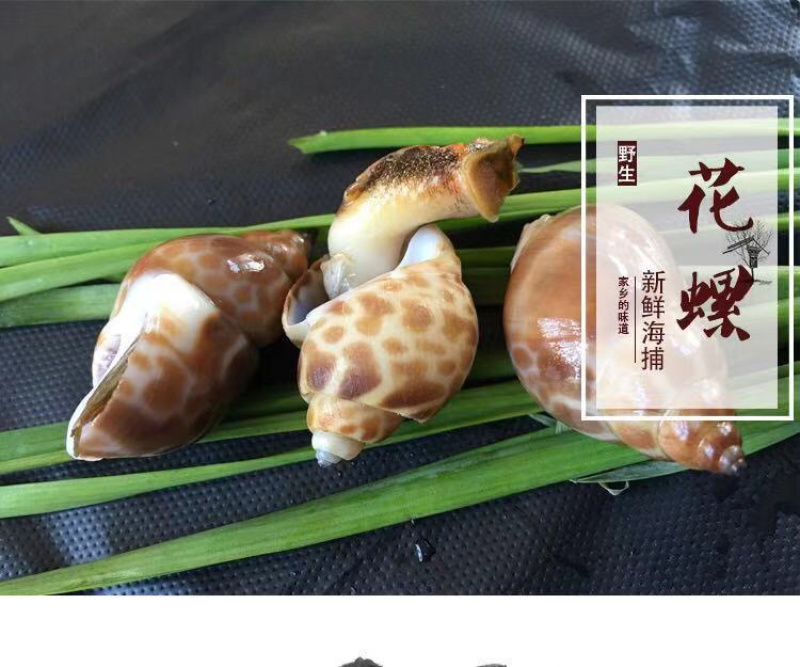 花螺鲜活海螺丁螺海鲜批发^_^^_^^_^^_^