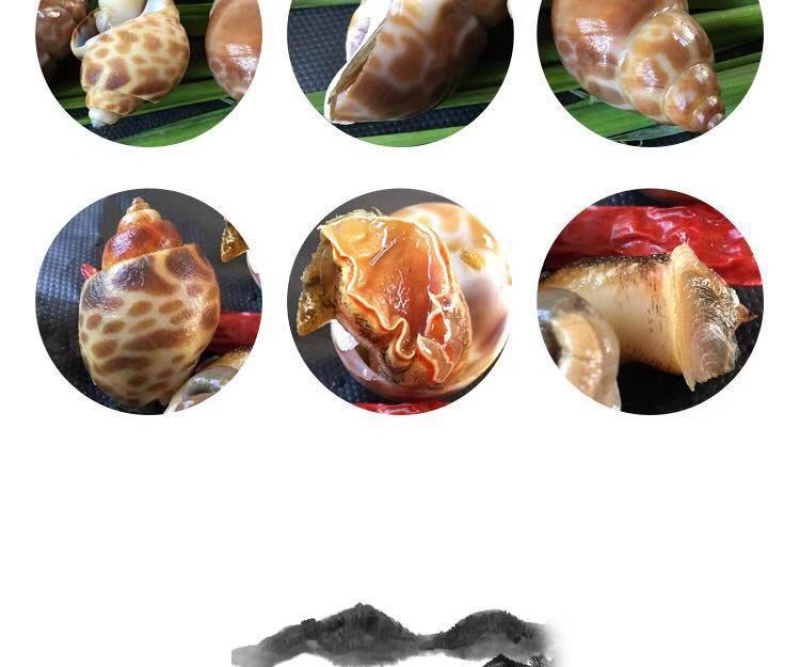 花螺鲜活海螺丁螺海鲜批发^_^^_^^_^^_^