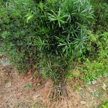 广西桂林罗汉松苗供应，罗汉松小苗批发