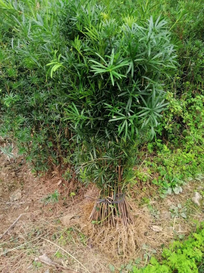 广西桂林罗汉松苗供应，罗汉松小苗批发