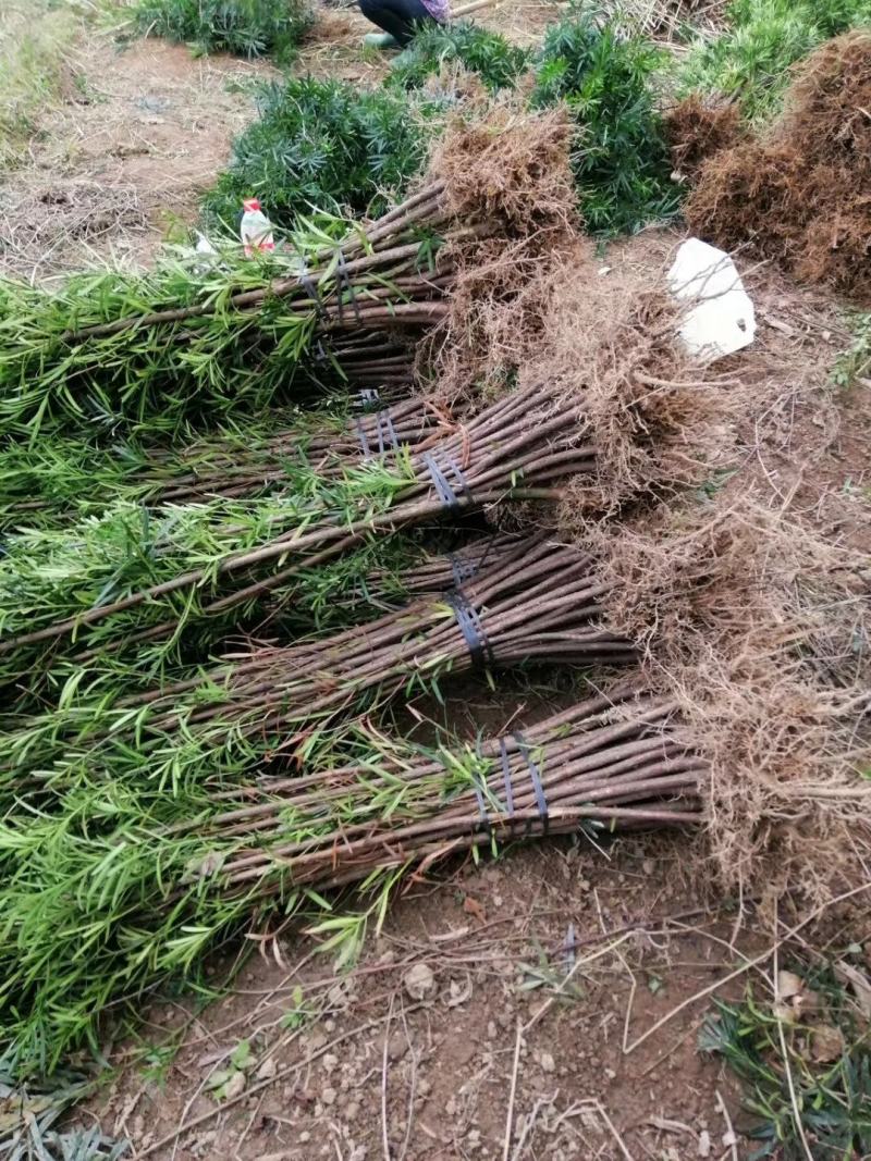 广西桂林罗汉松苗供应，罗汉松小苗批发