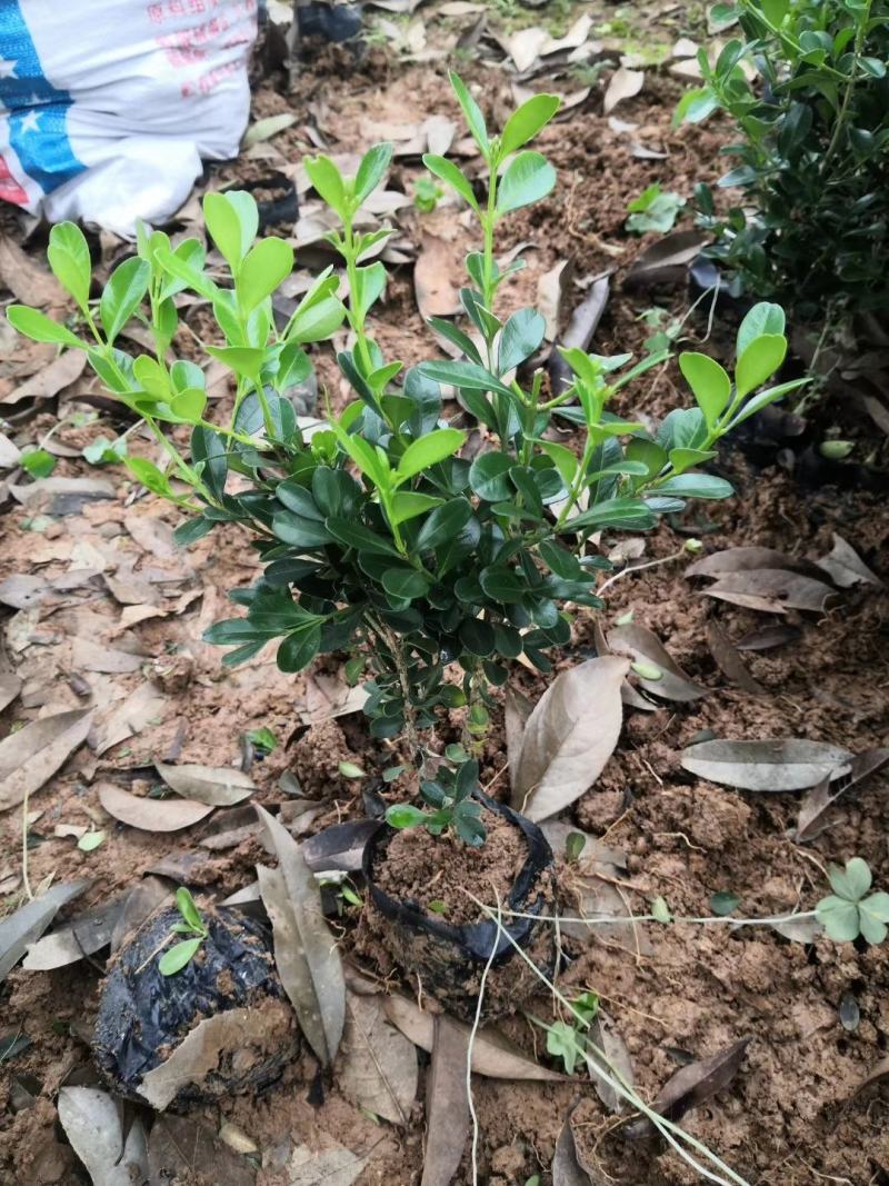 广西桂林瓜子黄杨中杯批发，小叶黄杨中杯苗供应