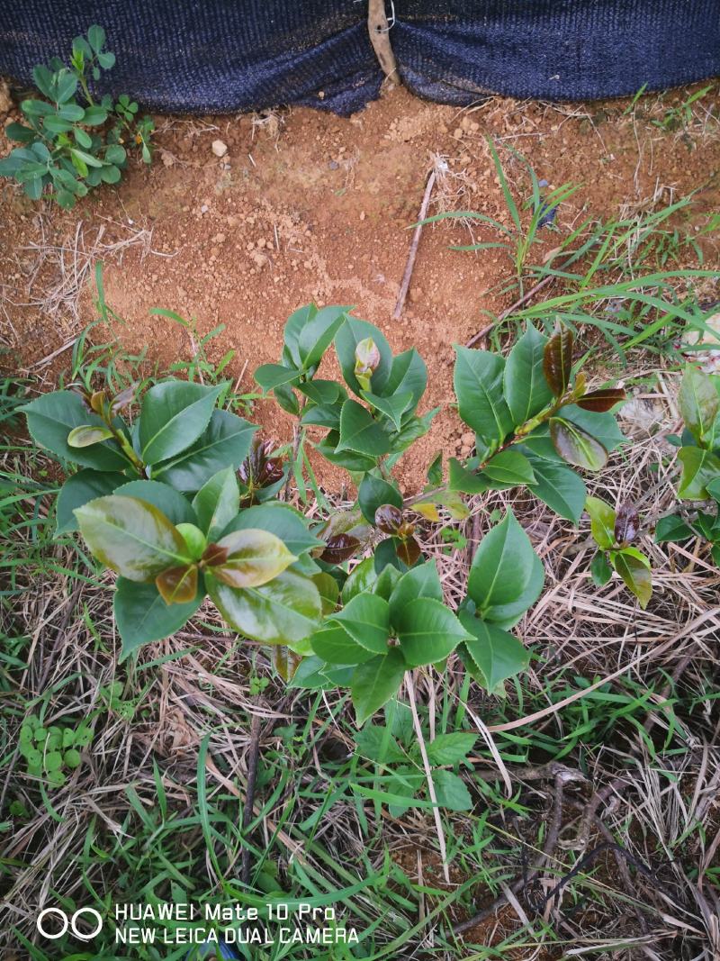 广西桂林茶花苗批发，茶花小苗供应