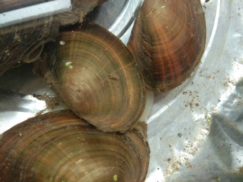 河蚌圆蚌淡水蚌人工捕捞
