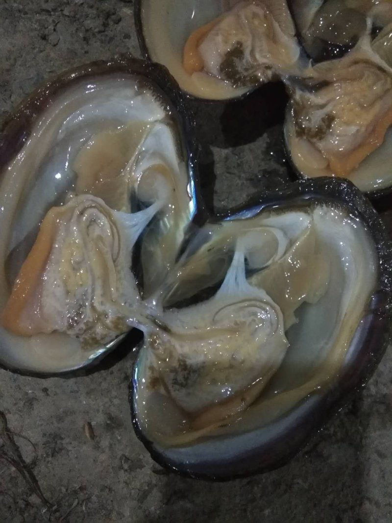 河蚌圆蚌淡水蚌人工捕捞