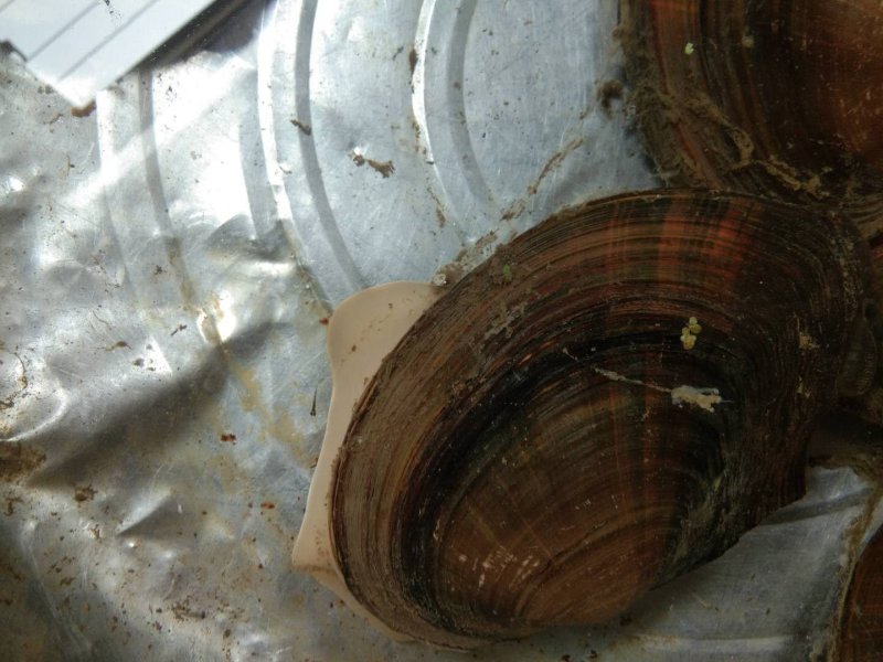 河蚌圆蚌淡水蚌人工捕捞