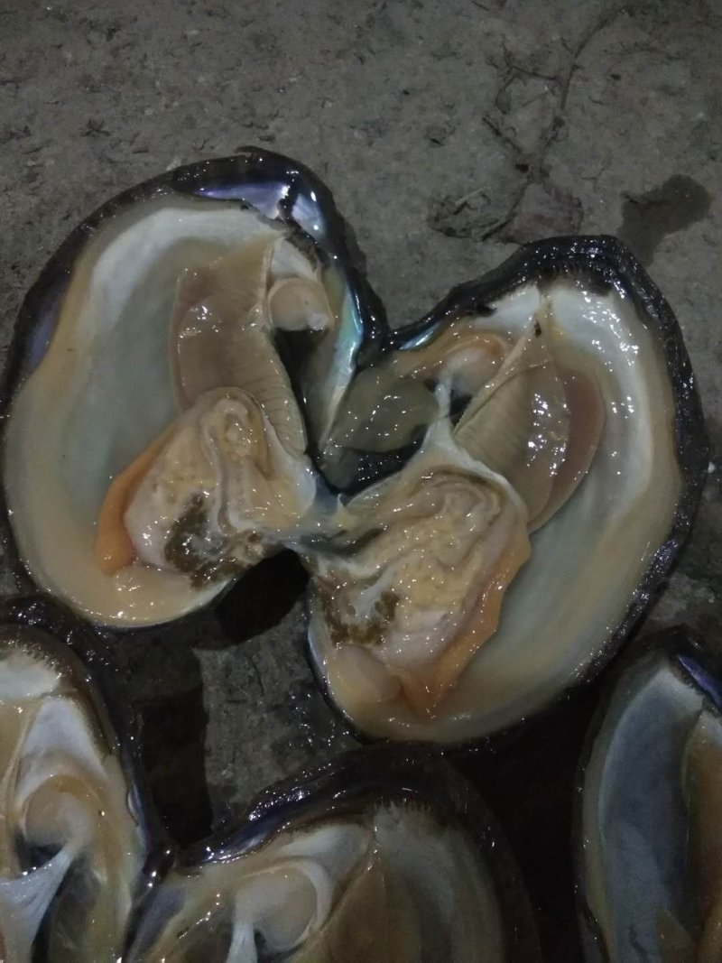 河蚌圆蚌淡水蚌人工捕捞