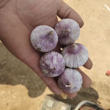 大个独头蒜