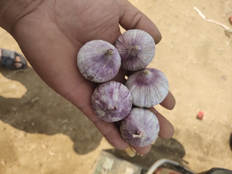 大个独头蒜