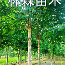 供应多规格原生冠法桐，带帽法桐。