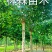 供应多规格原生冠法桐，带帽法桐。