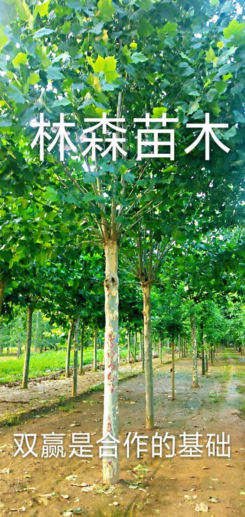 供应多规格原生冠法桐，带帽法桐。