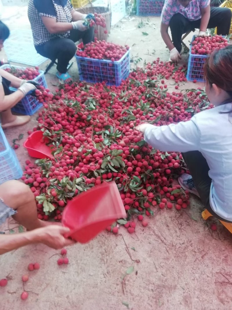 桂味荔枝产地直销新鲜荔枝，肉厚核小，超甜