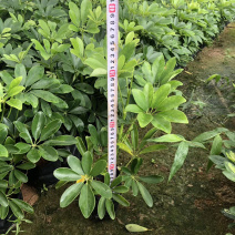 鸭脚木中袋大袋，高度20-40
