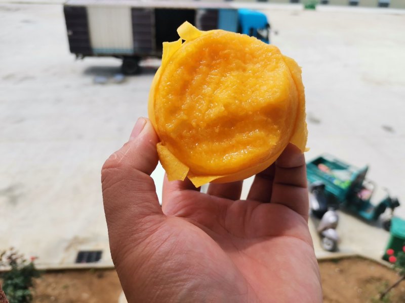 83黄桃罐头黄桃新鲜水果做罐头用的黄桃子当季整箱包邮